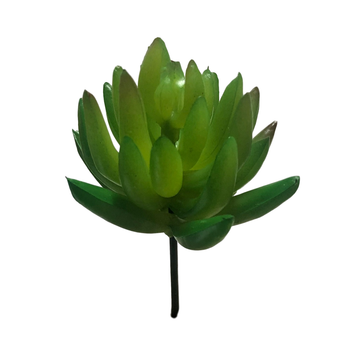 Crab Claw Succulent - 9cmL / Green - Floral Craft
