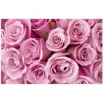 Pink-roses-card-50
