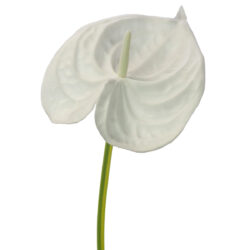 Real-Touch-Anthurium-in-White